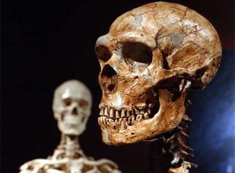 Reconstruccion_esqueleto_neandertal1.jpg