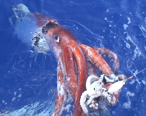 calamar gigante.jpg