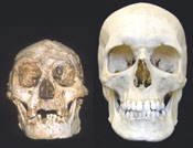 Floresiensis.jpg