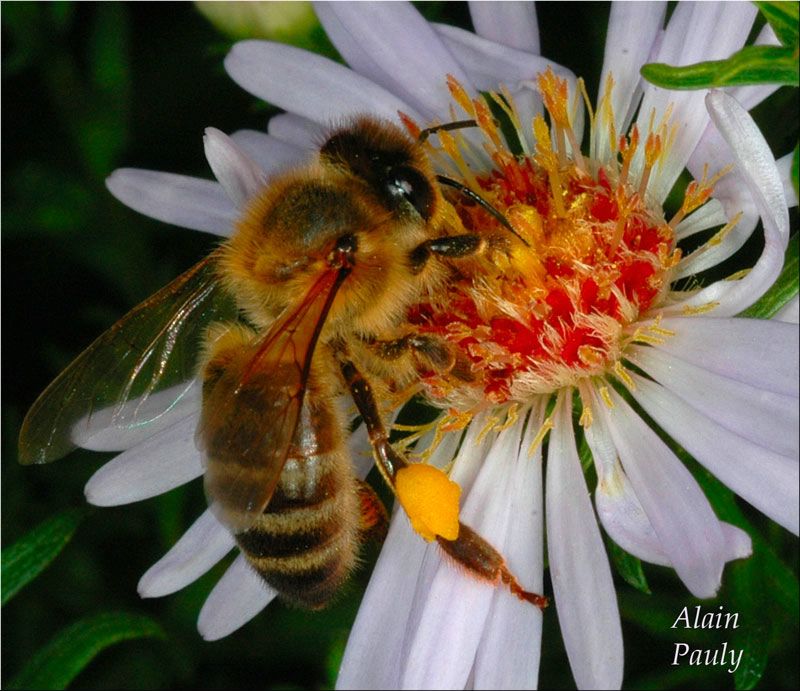 Apis_mellifera_Aster.jpg