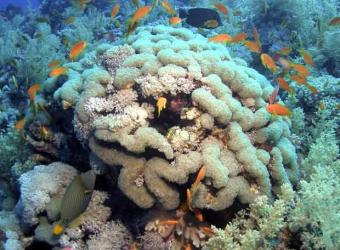 Coral_blanqueado_cambio_climatico.jpg