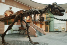 tyrannosaurus rex.jpg