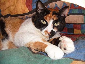 gata-tres-colores