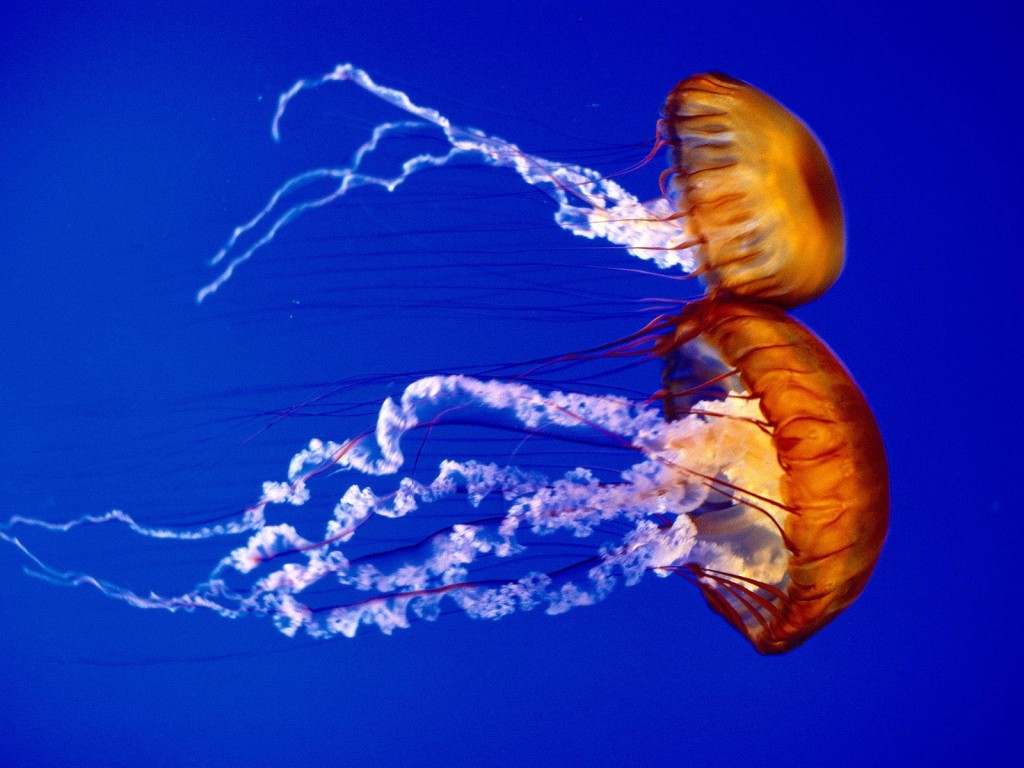 Medusas